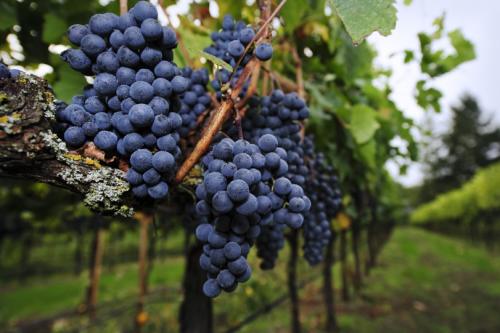 Vineyard-Grapes-with-dew